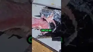 Giant Squid Eats Yellowfin Tuna