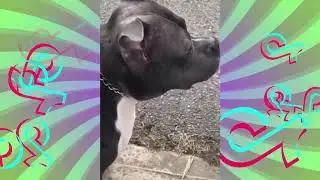 Cute and funny tiktok pets memes videos compilation | Cats and Dogs funniest animals moments #6
