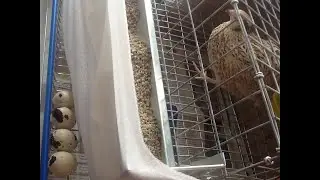 QUAIL from a store-bought egg ON THE BATTERY! Part 3. The first eggs!!!