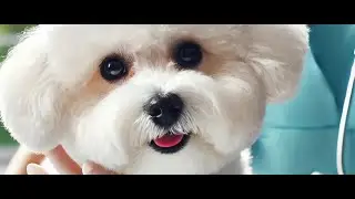 Discover the Real Care that the Maltese Bichon Needs