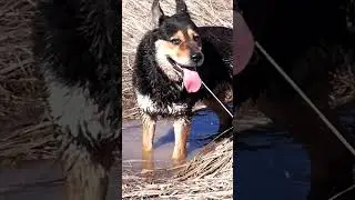 Сид
