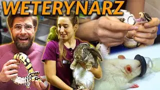 VETERINARY WORK - What do they feel when animals are put to sleep? | GET TO WORK
