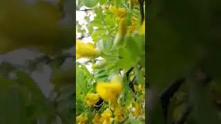 Мне вот эта природа нравится! Желтая акация цветет #зеленьмелень #озвучка #природа #прикол