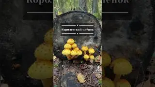 👑 королевский опёнок! 👑 или чешуйчатка золотистая