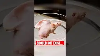 4 Animal Experiments That Went Way Too Far...