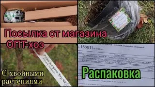 Распаковка из ОПТ-ХОЗ. Обзор саженцев opt-hoz Ель Brynek, лиственница Horstmann Recurved. Туя Anniek