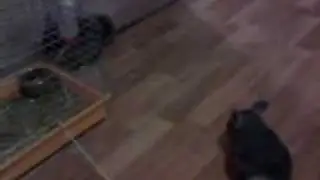 Chinchillas