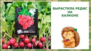 Вырастила РЕДИС на БАЛКОНЕ/Огород на балконе 2022