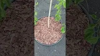 Установили бордюры под кустами #сад #garden #nature