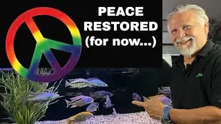 Help Me *STOCK THIS TANK!*