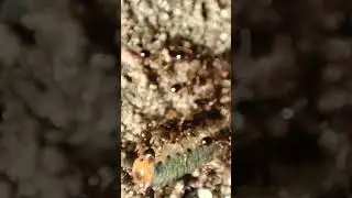 Ameisen fressen Raupe 🐛