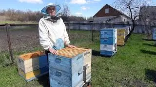 Swarming in the two-queen method of beekeeping.