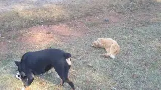 A day in the life 🐕🐎🐈