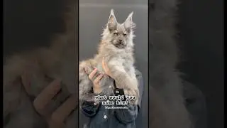 Beautiful Maine Coon Kitten