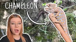 I Spent 30 Days Herping The Middle East... | Saudi Arabia & Oman Herping Vlog