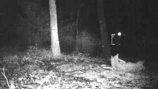 elusive yote part 3 out of 4