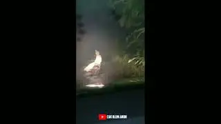 kumpulan video prank!!dibalik layar pocong ngakak di kuburan angker vs bocil