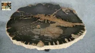 Functional Art: The Distinctive Charm of Live Edge Petrified Wood Slabs #coffeetable #rusticstyle