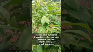 Did You Know : Syzygium polyanthum - Daun Salam #shorts #health #plants #herbalplants