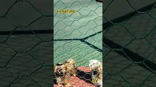 Look at the cuties. |hi nature short #shorts #dogs