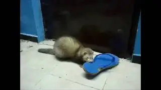 Хорек и тапок
