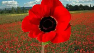 'In Flanders Fields' - Remembrance day - World War One