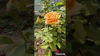 Зацвели любимые...