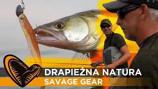 🐊🐟 drapieżna natura 👉 