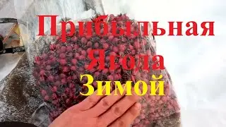 Заработок на шиповнике. Из рубрики нового заработка.