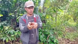 SAVO mencari Buah LANGKAH di Hutan Kab OKU..