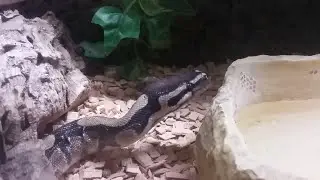 Feeding Python