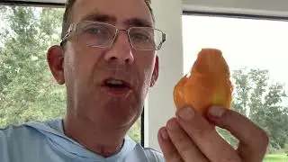 Sweet Tart mango taste test
