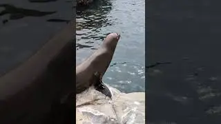 Sea Lions at SeaWorld Orlando