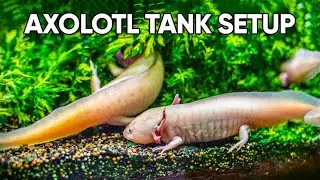 Set Up Your Axolotl Tank With Us | Axolotl Tank Setup Guide