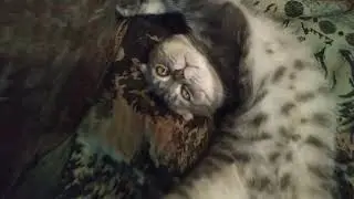 Кот Балдеет