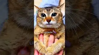 🐱 Vita da gatti (PARTE 12)