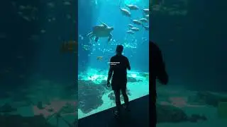 Exploring the enchanting realms of the aquarium, my heart dances with joy and my love for marine won