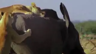 Lion attack elephant