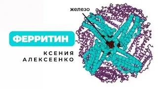 Ферритин. Ксения Алексеенко