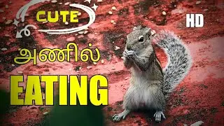 Squirrels eating cute moments🐿 😍 #animals #squirrel #video