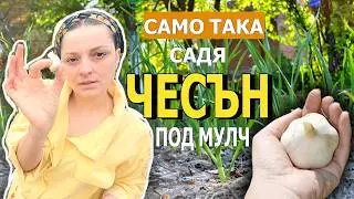 Посади и забрави ЧЕСЪН – как засаждам под мулч, стъпка по стъпка