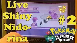 [Safari Week 2017 #3] Live!!! 2nd shiny Nidorina after 12,544 REs!! (Win or Fail?)