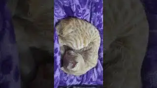 thandi ka mausam h sote raho 🤭 #cutecat #love #goldy #funnyvideo #winter #youtubeshorts