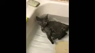 Купание черного кота )))