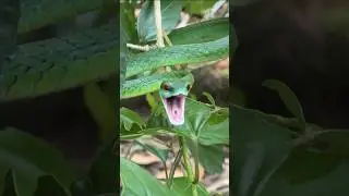 Wait for it 