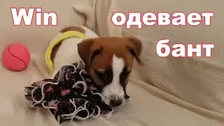 День 43-й. Win примеряет бант.