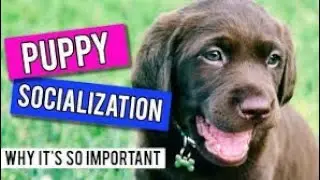 Puppy socialization why it's so important?? || How to socialize your puppy ?? || Mr.pablo ||