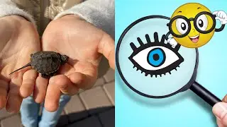 #shorts Морская черепашка Наташка!
