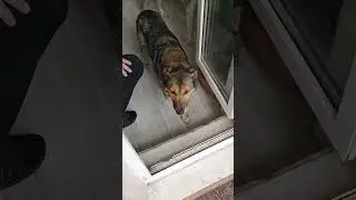 Лика стала домашней🙏🙏🙏
