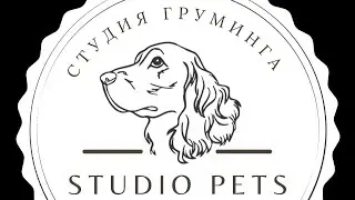 Как подстричь мордашку бишону ☺️ #dog #viral #pet #animal